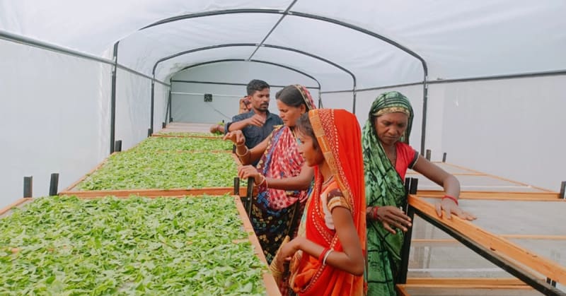 $83 Solar Dryer Helps 500 Farmers Boost Income 40%