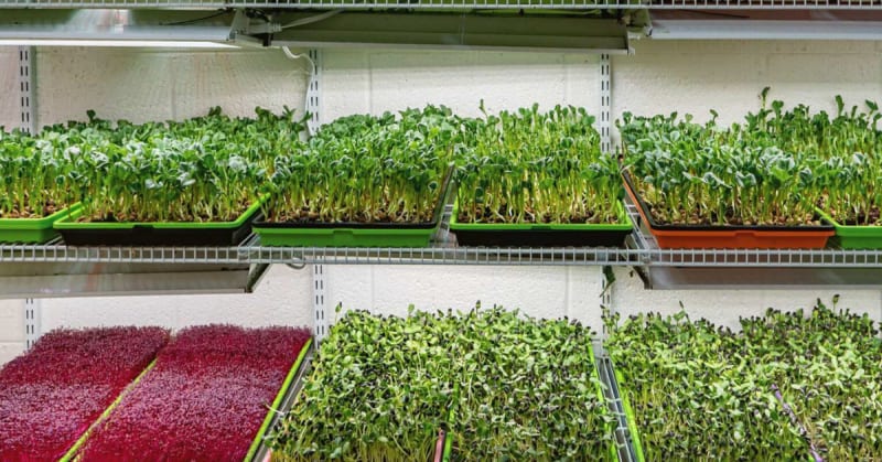 Ex-Corporate Worker Earns $14K Monthly Growing Microgreens