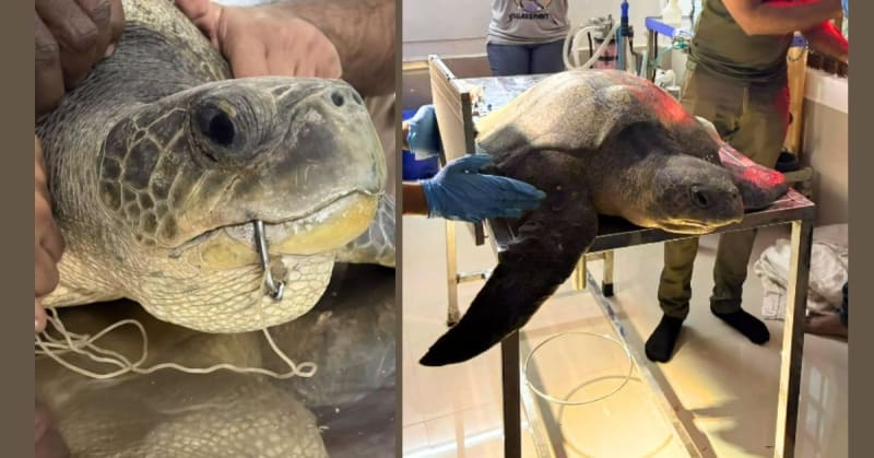 Chennai Vets Save Injured Olive Ridley Turtle
