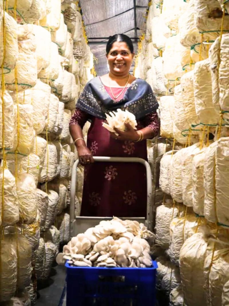 Mother-Son Mushroom Farm in India Earns $470 Daily