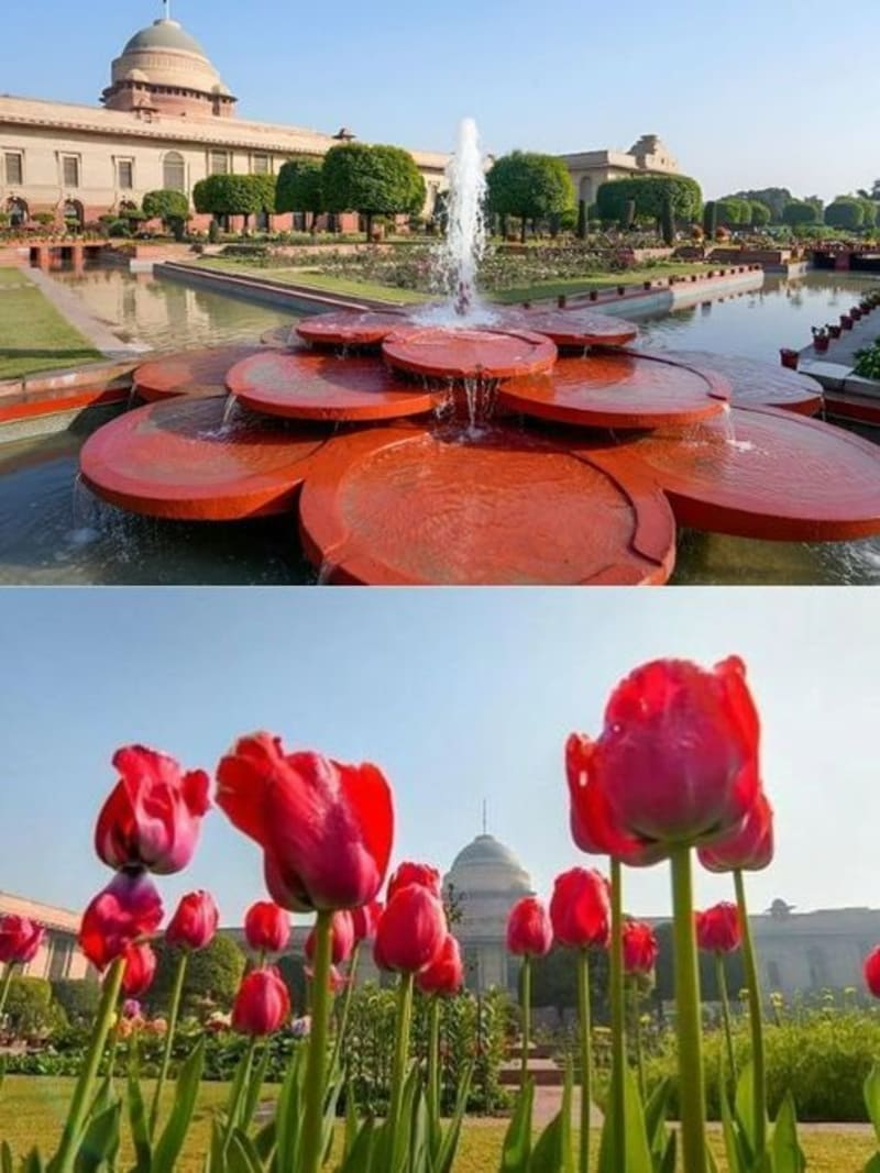 Colorful tulips and roses blooming in historic Amrit Udyan gardens at Delhi's Rashtrapati Bhavan