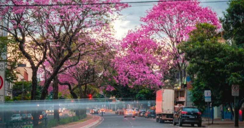 Mumbai Highway Blooms Pink Like Japanese Cherry Blossoms