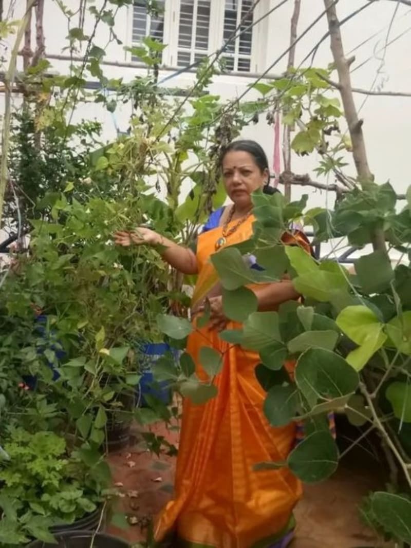 65-Year-Old Grows Alphonso Mangoes in Buckets on Terrace