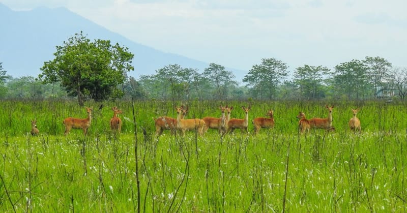 India's Manas National Park Returns From Brink of Collapse