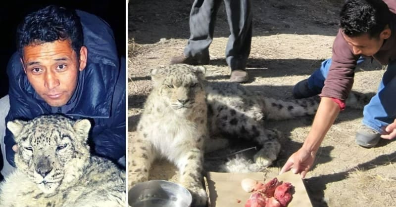 Ladakh Heroes Rescue 47+ Snow Leopards From Extinction