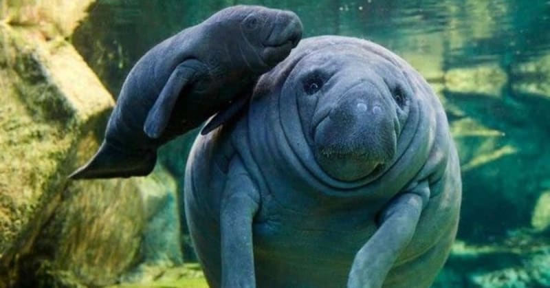 India's Dugongs Surge to 270 in Tamil Nadu Waters