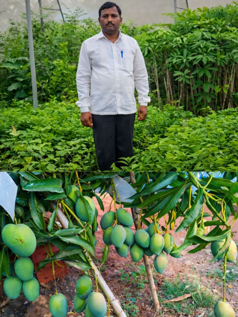 Lush mango orchard with ripe yellow Kesar mangoes growing in Maharashtra's drought-prone Sangli district
