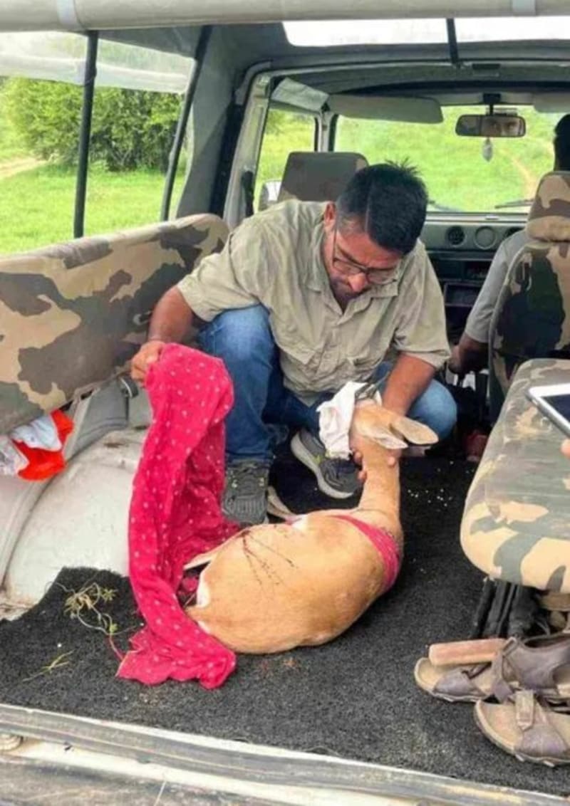 1,300 People Pay $1 Daily to Save Rajasthan Wildlife