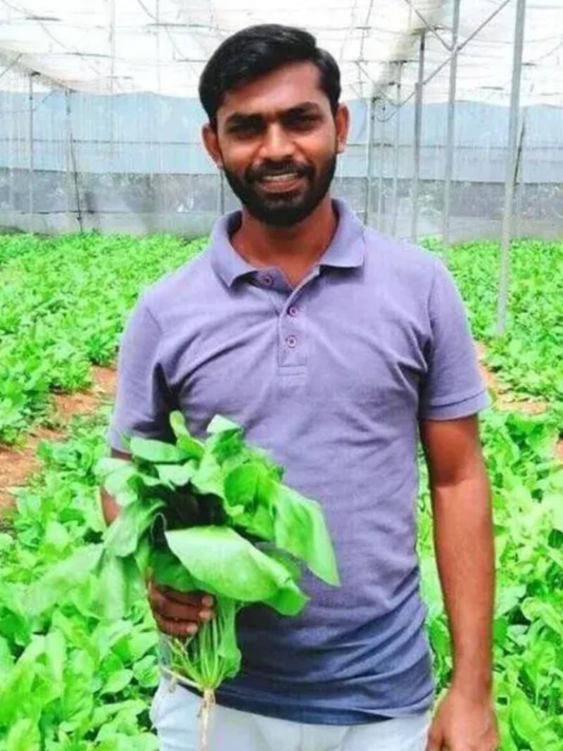 Young farmer inspecting healthy green spinach leaves growing in raised bed farm rows