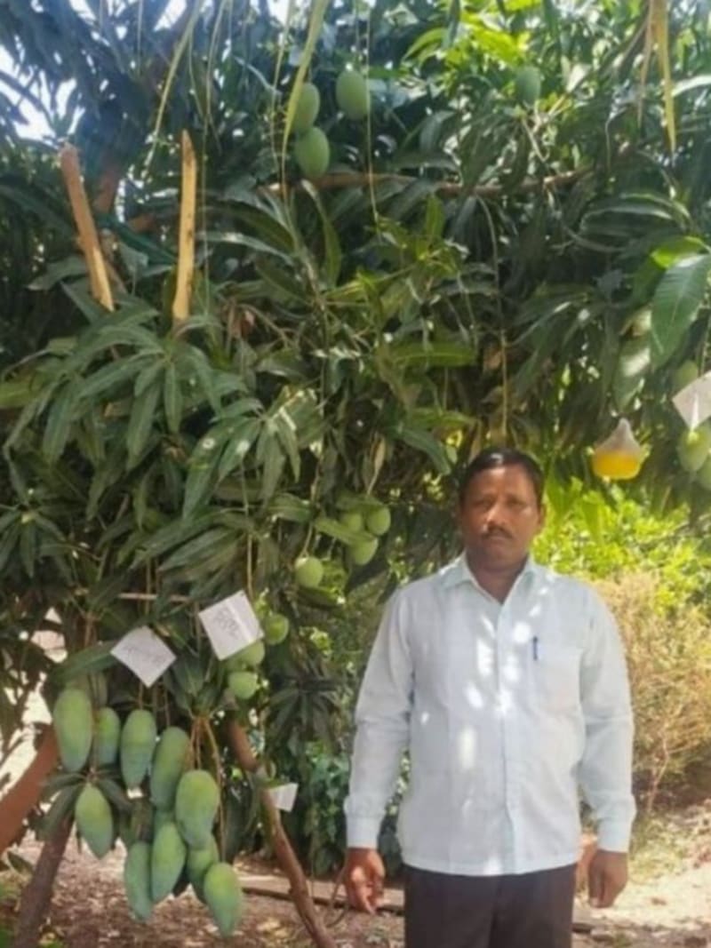 Mechanic Grows 22 Mango Varieties on One Tree in India