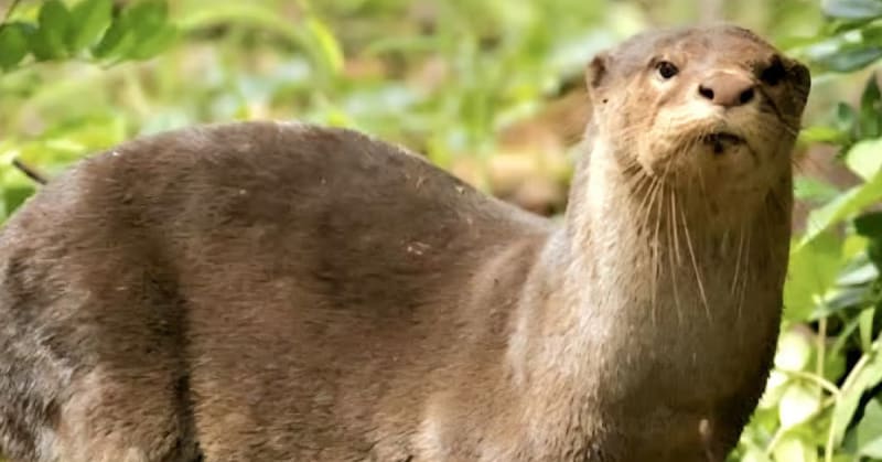 Smooth-Coated Otters Return to India's Nandhaur Sanctuary