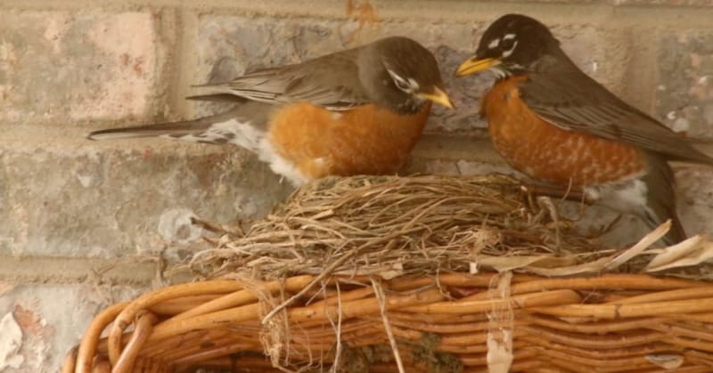 Turn Your Garden Into a Bird Haven With These 8 Tips