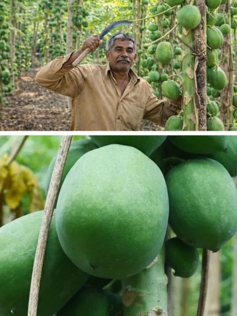 70-Year-Old Farmer Creates Disease-Resistant Papaya in India