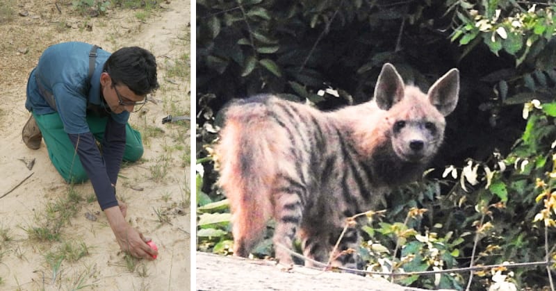 Mountaineer Saves 18 Striped Hyenas in West Bengal