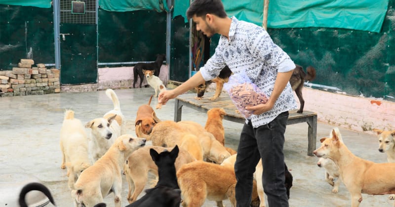 24-Year-Old Runs Delhi Shelter for 200 Rescued Animals