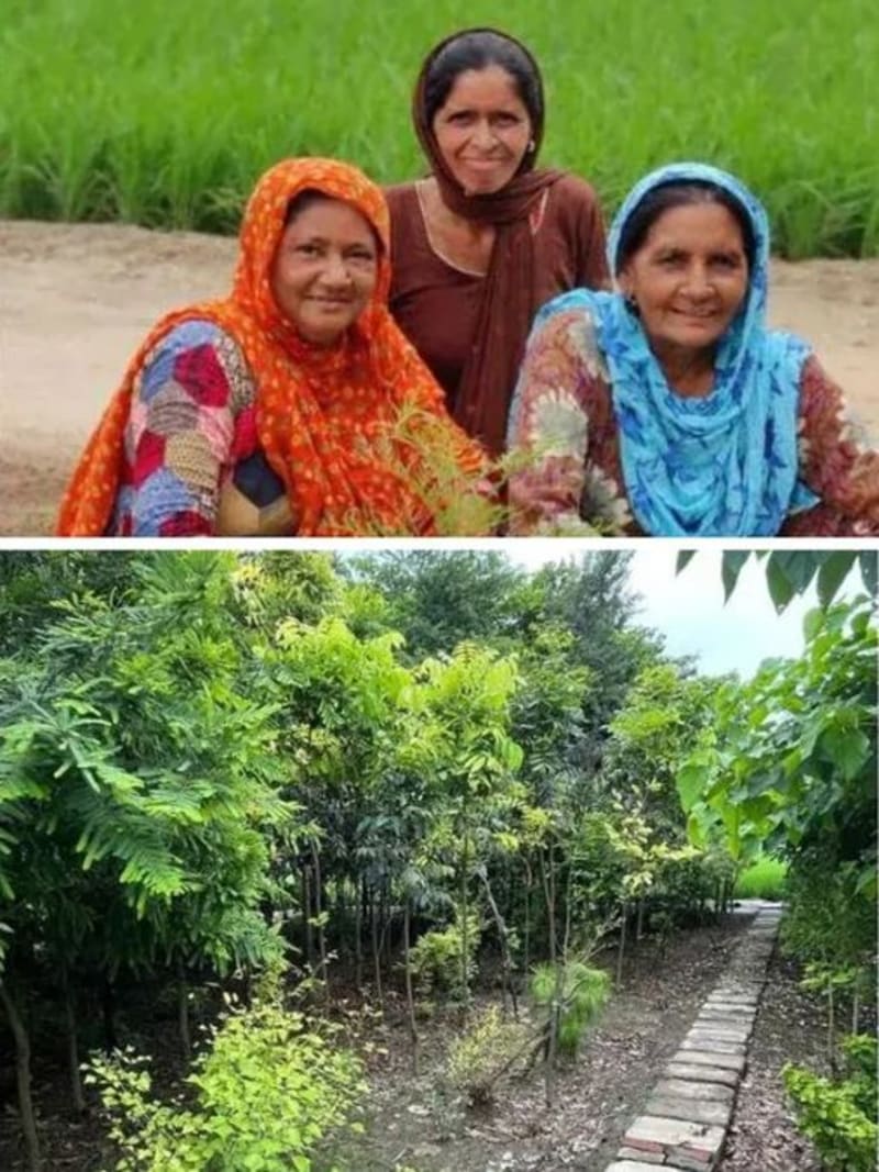 Punjab Plants 3M Trees, Creates 15K Jobs Across 1,600 Villages
