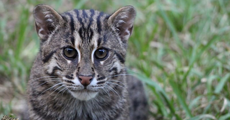 Kaziranga Discovers 57 Endangered Fishing Cats in Wetlands