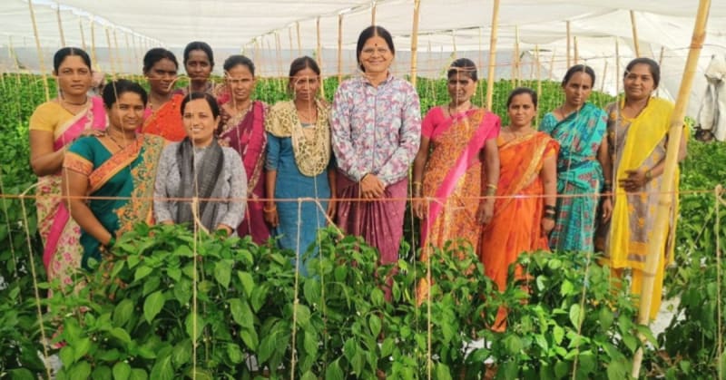 ** Women farmers in Maharashtra examining pomegranates beside solar dehydrator unit in orchard