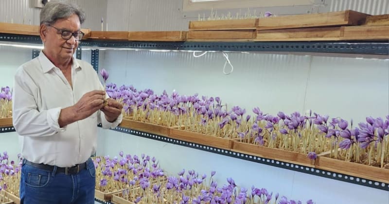 Retiree Grows Saffron in 100 sq ft Room, Earns $4K/Month