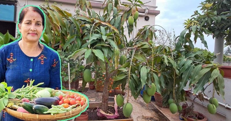 Woman Grows 17 Fruits in Fish Crates on 350 sq ft Terrace