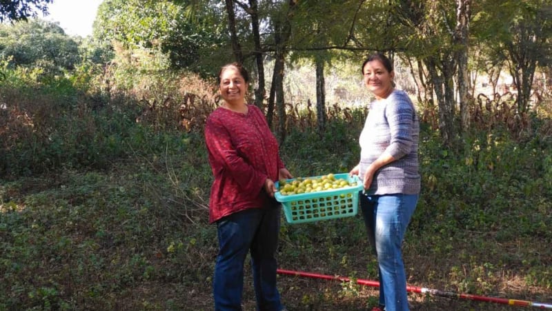 Sisters Start Farm at 40, Earn $13K Growing Gooseberries