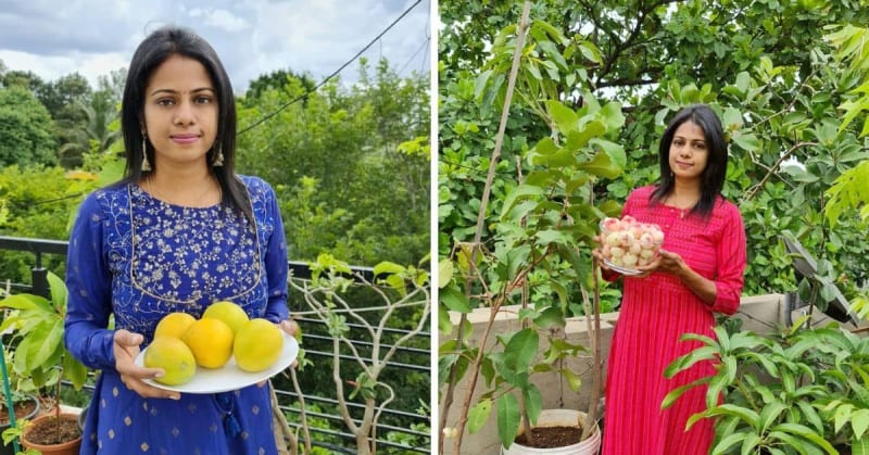 Bengaluru Gardener Grows Mangoes in 16-Inch Pots