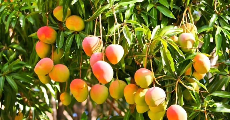 India Saves 5 Rare Mango Varieties From Extinction
