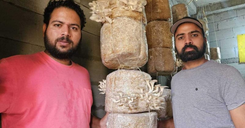 Brothers Build $30K Mushroom Farm in Uttarakhand Hills - Image 2