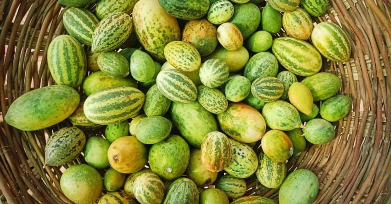 Rajasthan's Wild Mini Watermelon Thrives in Desert Heat - Image 2