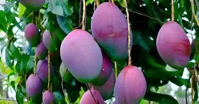 Indian Farmer Grows $2,700/kg Miyazaki Mangoes on His Roof - Image 2