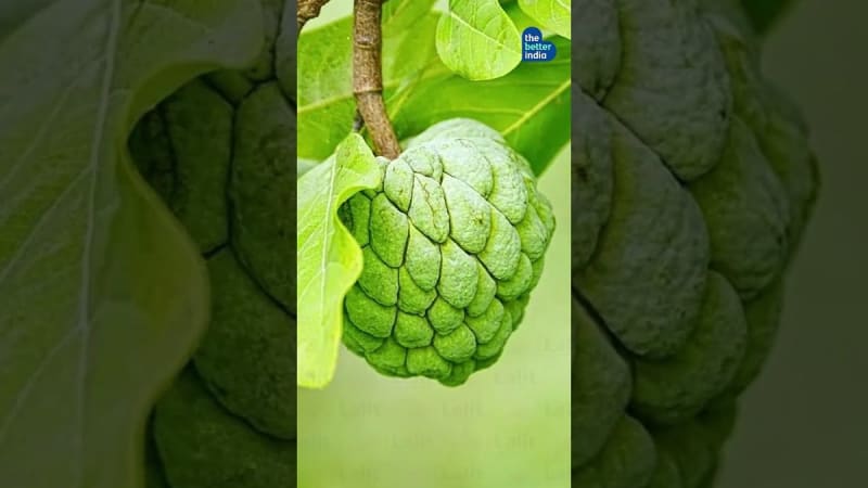 Retired Officer Grows 400 Fruit Trees at Delhi Home