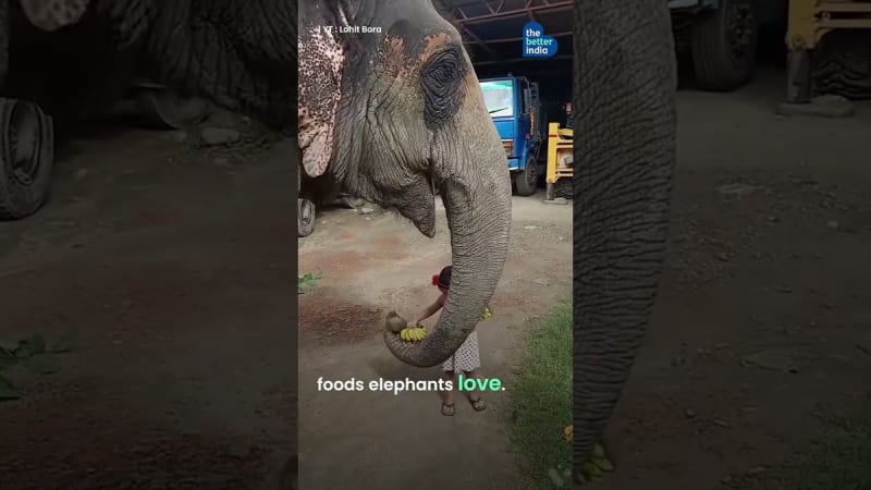 Indian Village Grows Food for 300 Elephants, Ends Conflict