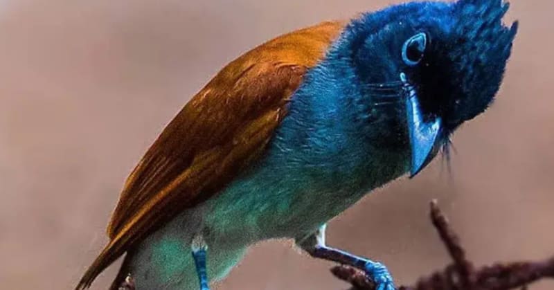 How Winter Birds Reveal Nature's Survival Secrets to Curious Kids