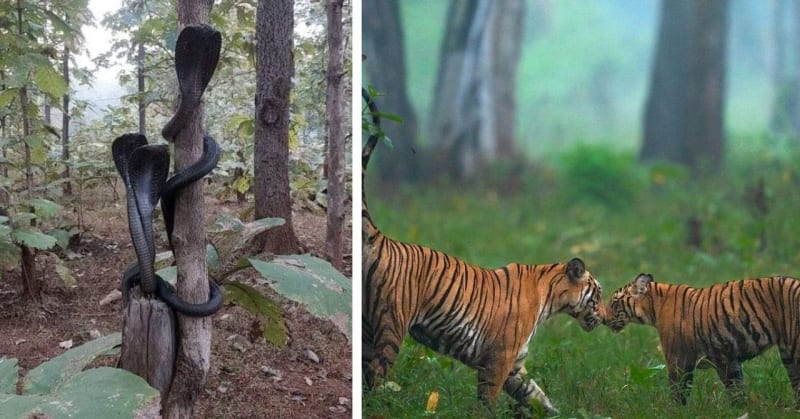 India's Wild Wonders: 7 Breathtaking Jungle Safaris That Will Ignite Your Adventurer's Spirit