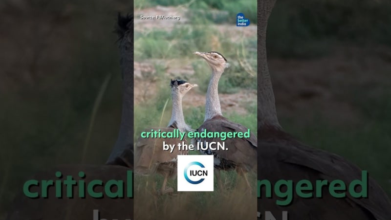 Godawan: The Remarkable Comeback of India's Rarest Bird