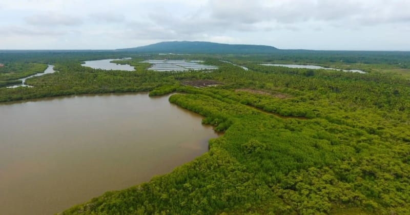 Kerala Project Saves 37 Acres of Vanishing Mangrove Forests - Image 4