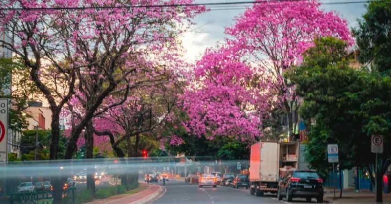 Mumbai Highway Blooms Pink Like Japanese Cherry Blossoms - Image 2