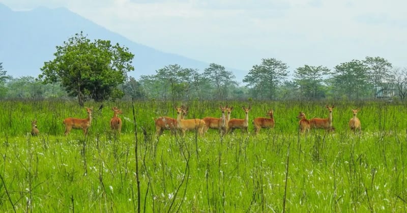 India's Manas National Park Returns From Brink of Collapse - Image 2