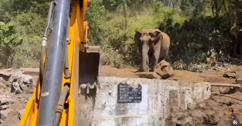 Mother Elephant Waits as Team Rescues Trapped Calf - Image 2