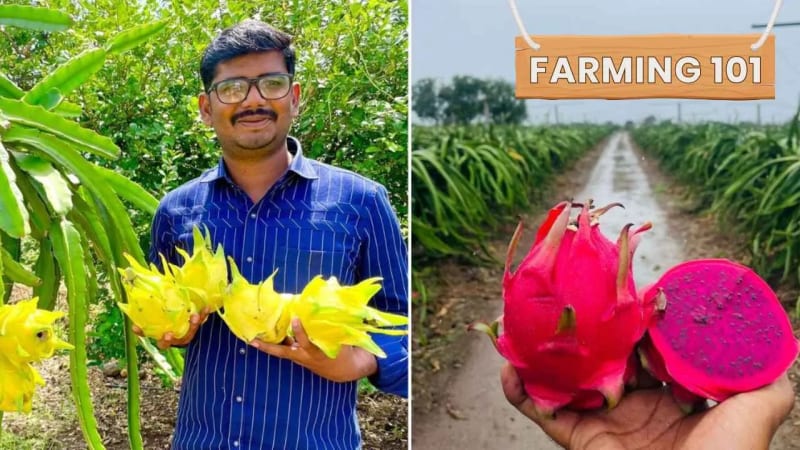 Indian Farmers Earn Rs 2 Crore Growing Dragon Fruit - Image 3