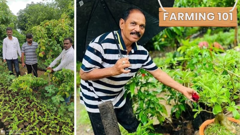 Indian Farmers Perfect Avocado Growing With 7 Simple Tips - Image 3