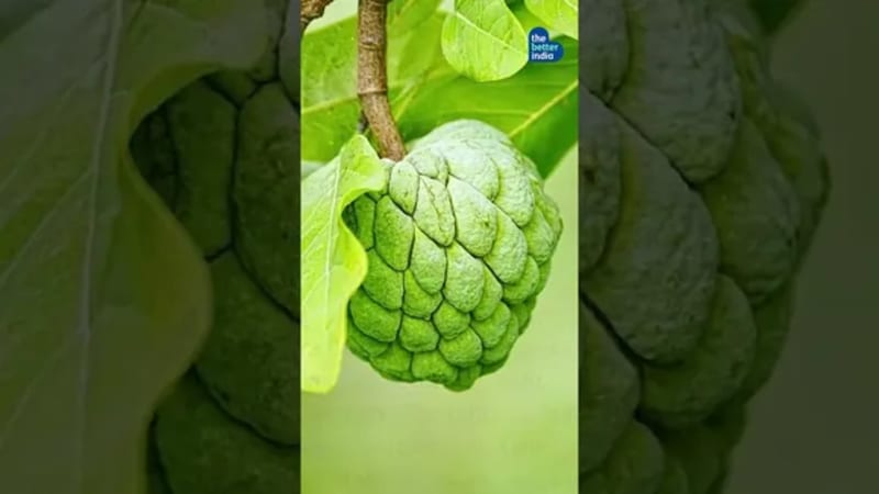 Gurugram Transforms 'Anath Street' Into Green Paradise - Image 4