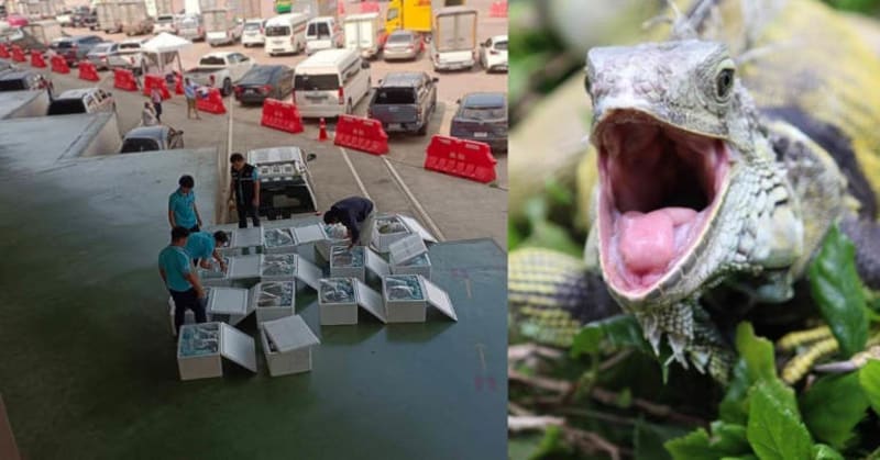 Thailand Airport Rescue Saves 21 Animals From Smugglers