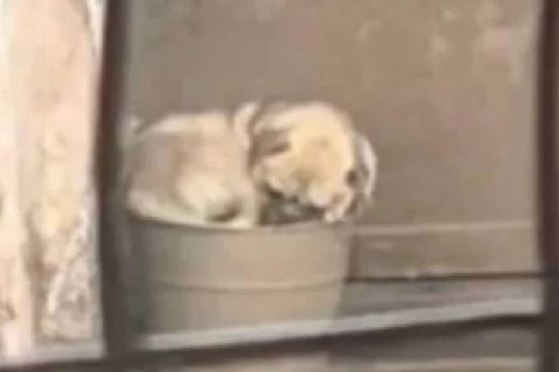 Irish Rescue Saves Freezing Pug Puppy From Plant Pot