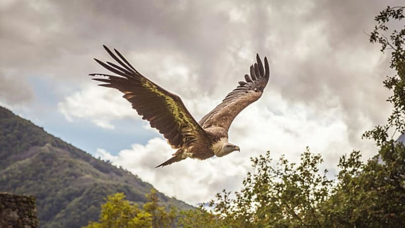 Griffon Vultures Soar Again Over Sardinia After 40 Years