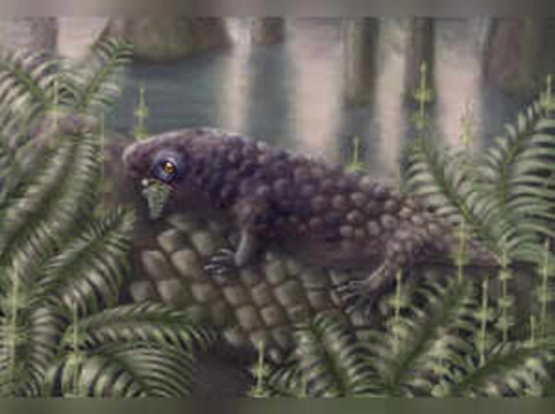 315-Million-Year-Old Fossil May Be First Plant-Eating Animal - Image 4