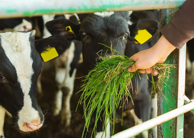 Dairy cows grazing on green pasture with biogas digester tanks in background on Pennsylvania farm
