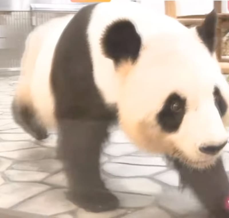 Japanese Zoo Celebrates 31-Year Panda Legacy with Creative Experience for Devoted Fans - Image 3