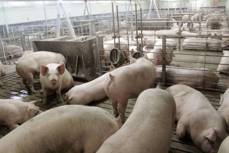 Woman's Viral Pig Feast Draws 1,000 Guests, 2M Followers - Image 5