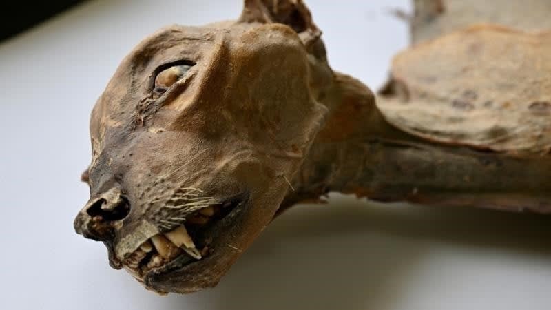 Naturally mummified cheetah preserved in Saudi Arabian cave showing remarkable detail from ancient times